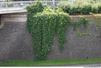 wall overgrown ivy 0002